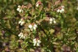 Vaccinium corymbosum