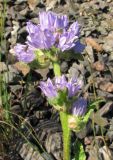 Campanula cervicaria. Верхушка растения с соцветиями. Архангельская обл., Вельский р-н, окр. пос. Усть-Шоноша, у ж. д. 30 июня 2010 г.