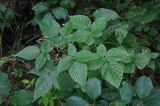 Rubus nessensis. Верхушка побега вегетирующего растения (вокруг видны листья Frangula alnus). Смоленская обл., Демидовский р-н, национальный парк \"Смоленское Поозерье\", побережье оз. Чистик, смешанный лес. 15.08.2020.