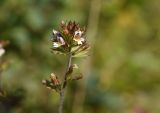 Euphrasia hyperborea