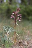 Himantoglossum comperianum