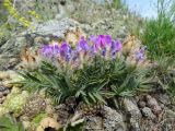 Oxytropis setosa