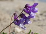 Vicia sosnowskyi