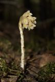 Hypopitys monotropa