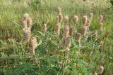 Astragalus alopecurus