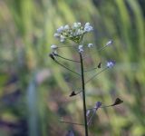 Capsella bursa-pastoris