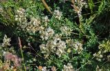 Astragalus multicaulis