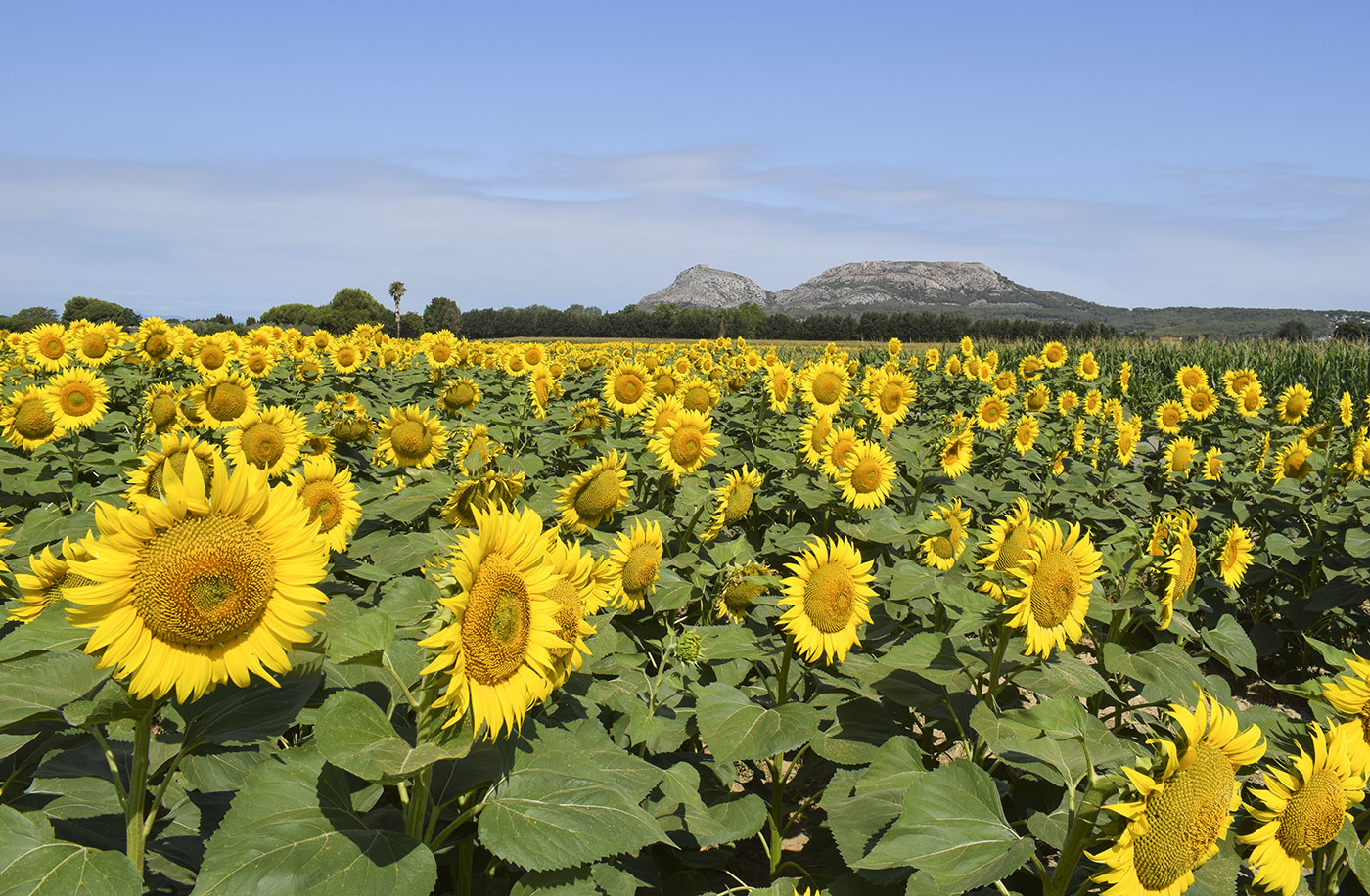 Изображение особи Helianthus annuus.