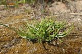 Plantago maritima