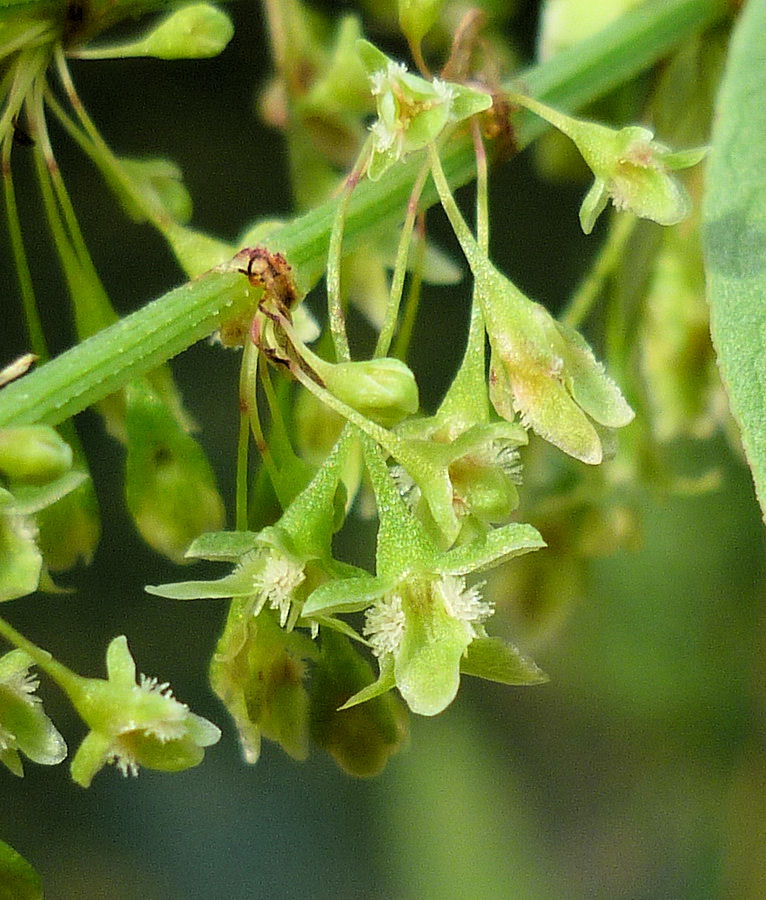 Изображение особи Rumex aquaticus.