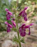 Смотреть изображение Stachys sylvatica