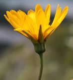 Tragopogon orientalis. Элементарное соцветие-корзинка. Алтай, окр. пос. Манжерок, остепнённый луг на склоне г. Черепан. 26.08.2009.