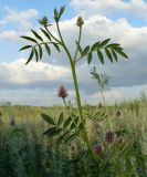 Glycyrrhiza echinata. Верхушка побега с соцветиями. Ростовская обл., Азовский р-н, окр. пос. Новый, склон берега пруда. 1 июля 2011 г.