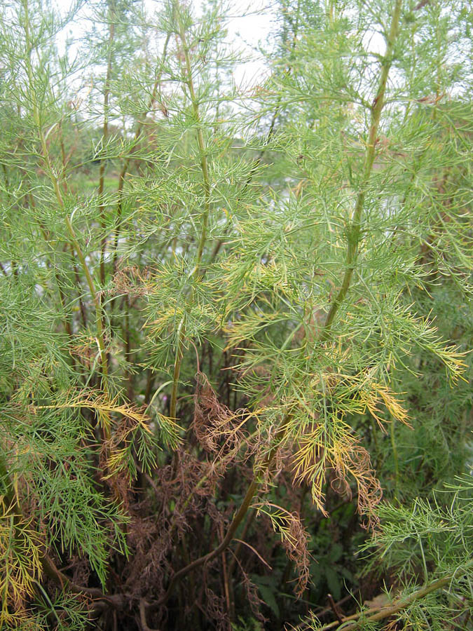 Изображение особи Artemisia abrotanum.