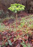 Euphorbia helioscopia