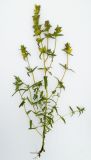 Rhinanthus × fallax