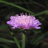 Knautia arvensis