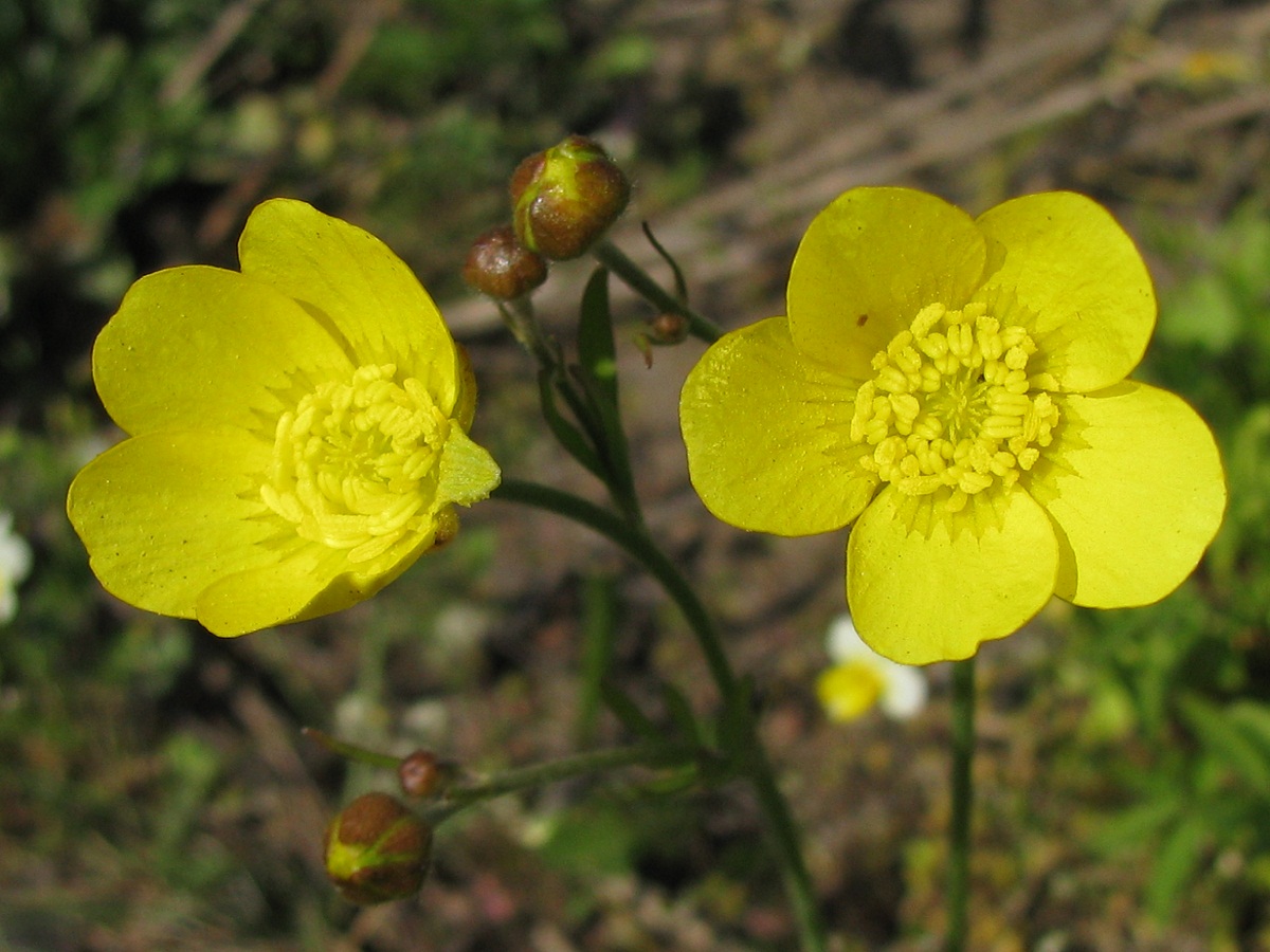 Изображение особи Ranunculus pedatus.