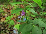 Lathyrus komarovii