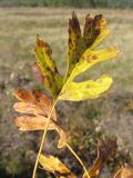 Crataegus atrofusca. Лист. На поверхности листа видны пятна, вызванные фитопатогенным микромицетом Mycosphaerella oxyacanthae Jaap в стадии анаморфы Phloeospora oxyacanthae (Kunze & J.C. Schmidt) Wallr. Краснодарский край, г. Новороссийск, пер. Волчьи ворота, каменистый склон горы. 12.10.2013.