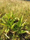 Allium victorialis