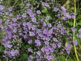 Limonium bungei