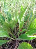 Plantago urvillei