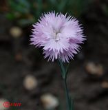 род Dianthus