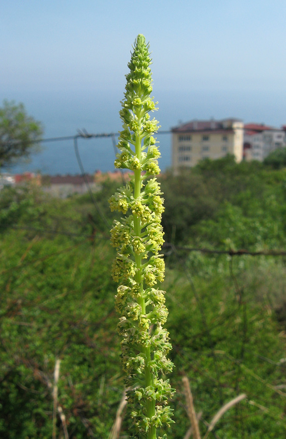 Изображение особи Reseda luteola.