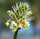 Plantago lanceolata