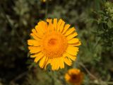 Anthemis tinctoria