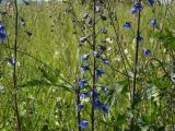 Delphinium elatum