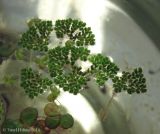 Azolla caroliniana. Растения, плавающие на поверхности воды (в левом нижнем углу - спиродела, также видны листецы Lemna turionifera). Киев, Институт ботаники, в аквариуме, взято из пруда на Южной Борщаговке. 25 августа 2014 г.