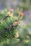 Pinus friesiana. Верхушка ветви с микростробилами и молодыми шишками. Кольский п-ов, Кандалакшский берег Белого моря, песчаный пляж. 23.06.2015.