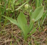 Erythronium krylovii. Плодоносящие растения. Восточный Казахстан, Глубоковский р-н, окр. с. Тарханка, восточный склон сопки. 13.05.2015.