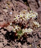 Rosularia platyphylla. Цветущее растение на склоне. Кыргызстан, Нарынская обл., левый берег р. Нарын, природный парк Салкын-Тор. 12.07.2015.