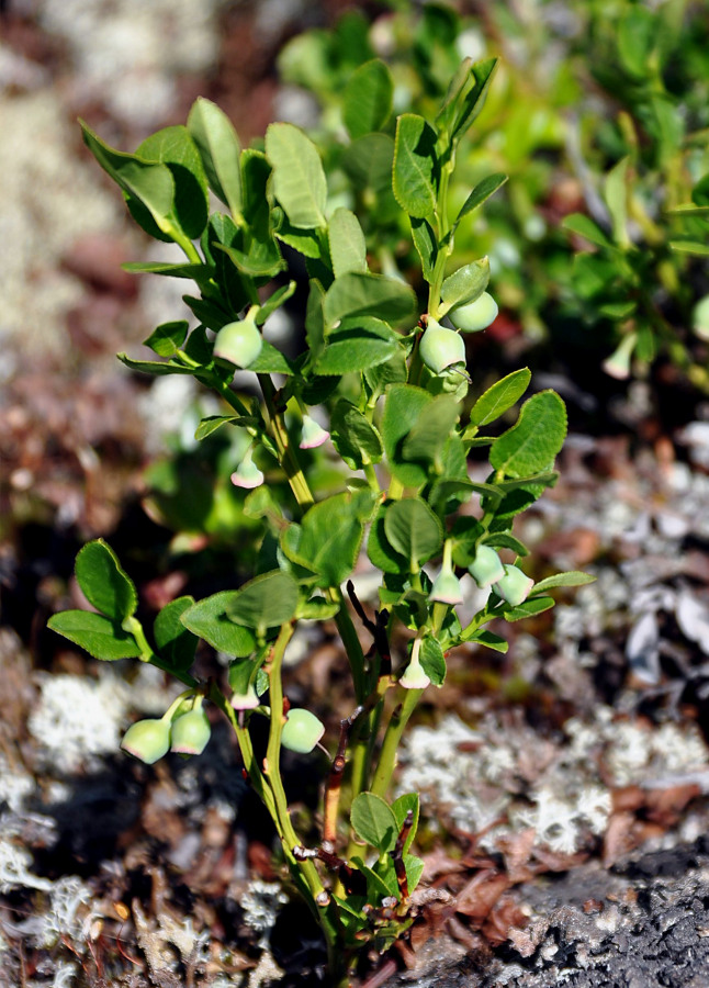 Изображение особи Vaccinium myrtillus.