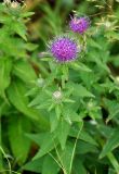 Cirsium vlassovianum. Верхушка цветущего растения. Приморье, Сихотэ-Алинский заповедник, бухта Голубичная, приморский луг. 24.08.2015.