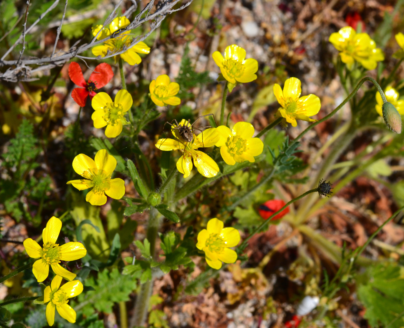 Изображение особи Ranunculus oxyspermus.