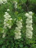 genus Spiraea