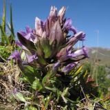 Gentianella biebersteinii. Цветущее растение. Адыгея, Кавказский биосферный заповедник, хр. Каменное Море, выс. ≈ 2050 м н.у.м. на скалах. 10.09.2016.