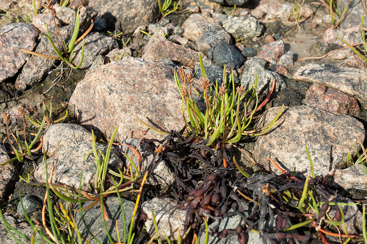 Изображение особи Plantago schrenkii.