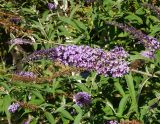 Buddleja davidii