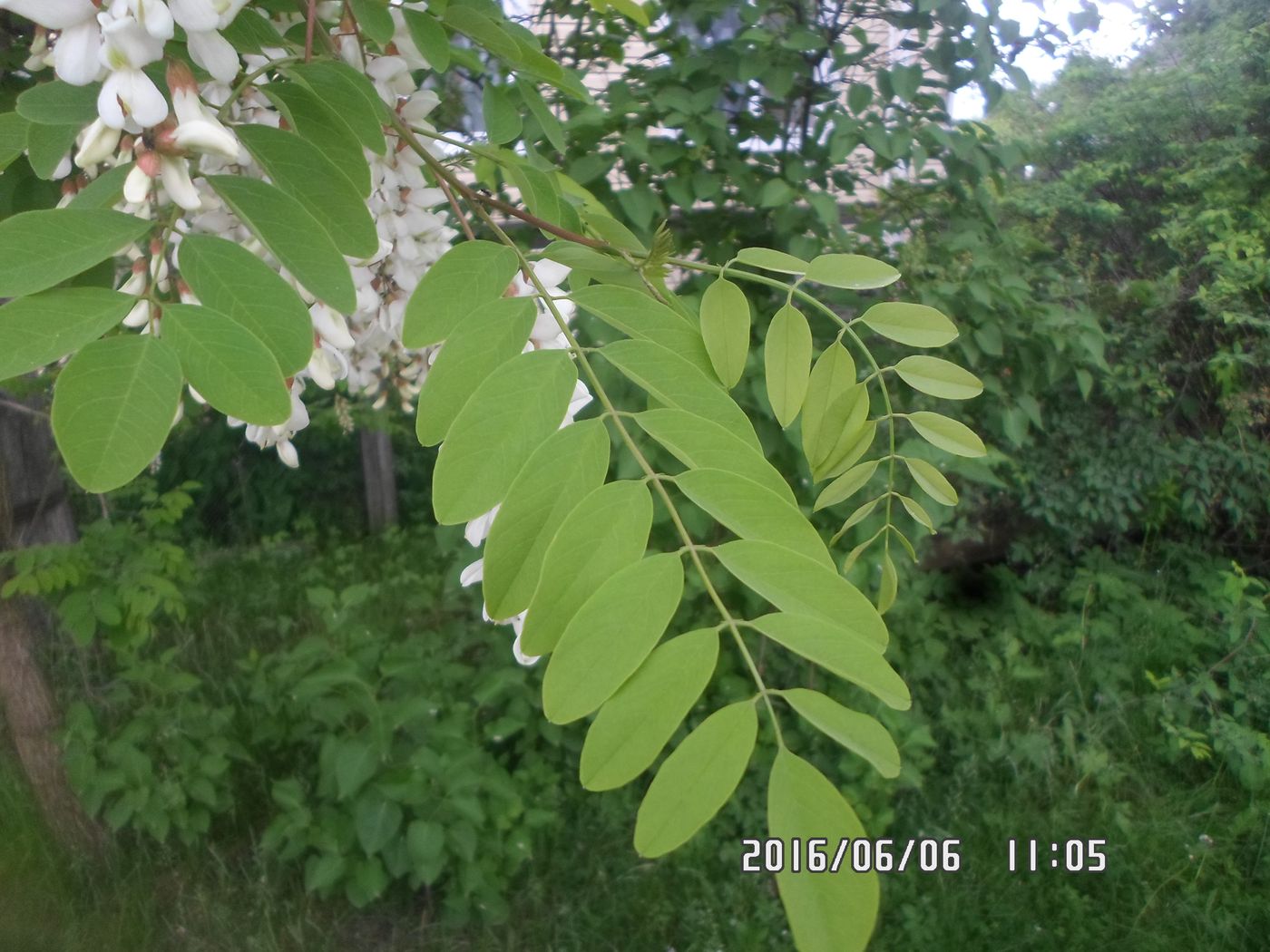 Изображение особи Robinia pseudoacacia.