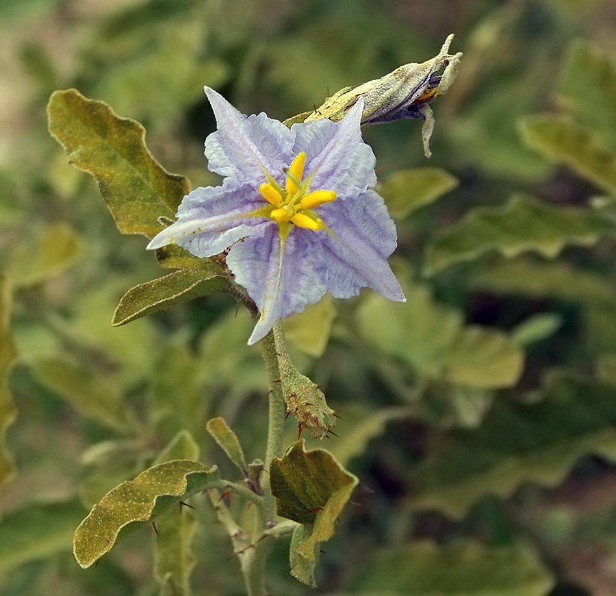 Изображение особи Solanum elaeagnifolium.