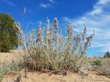 Artemisia ledebouriana