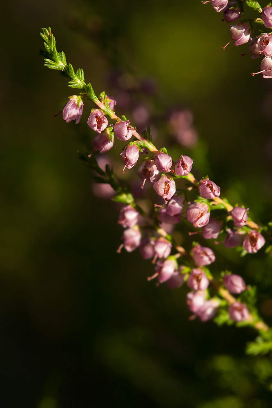 Image of Calluna vulgaris specimen.