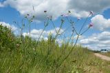 Knautia arvensis