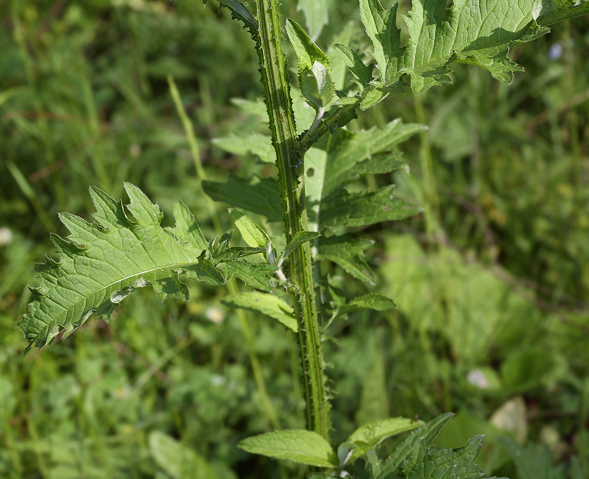 Изображение особи Carduus crispus.