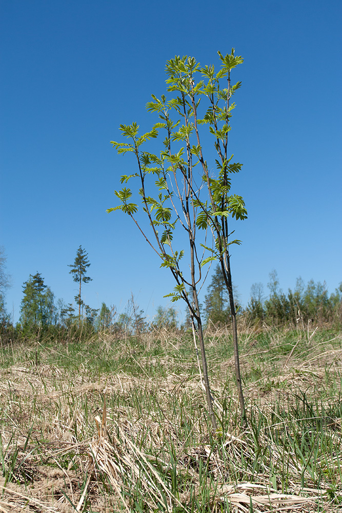 Изображение особи Sorbus aucuparia.